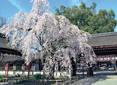 平野神社