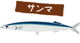 サンマ